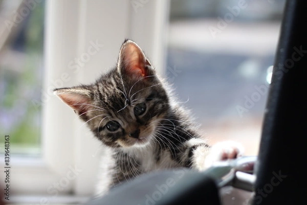 Obraz Kitten tabby cat 