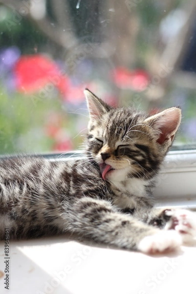 Obraz Kitten tabby cat 