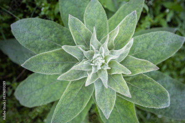 Obraz Mullein plant - top view leaves