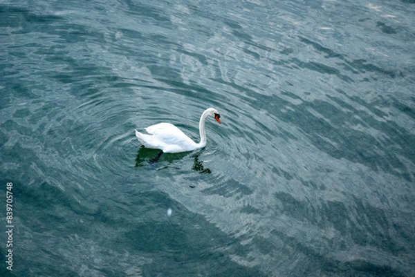 Obraz swan on the lake