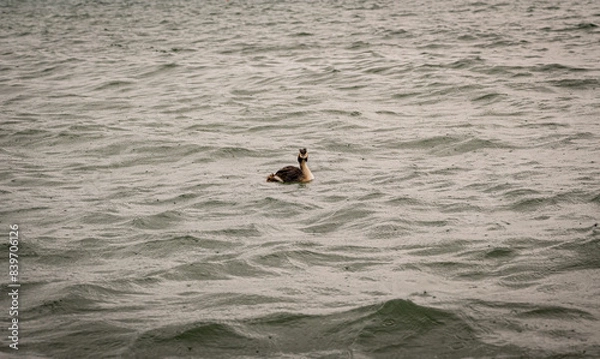 Obraz duck on a lake
