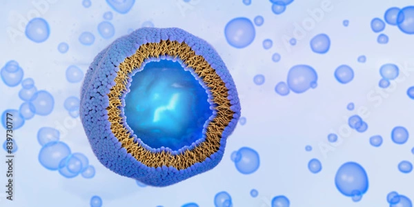 Fototapeta Liposome cross-section with liquid or cytoplasm enclosed by a lipid bilayer. The lipid bilayer is formed by phospholipids with a hydrophilic head (blue) and hydrophobic tails (yellow), 3d illustration