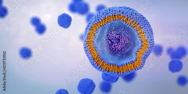 Fototapeta Liposome cross section with molecules or nanoparticles enclosed by a lipid bilayer. Liposomes can be used as drug or dietary and nutritional supplements delivery vehicles. 3d illustration.

