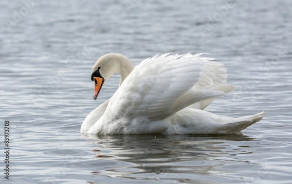 Obraz Mute Swan