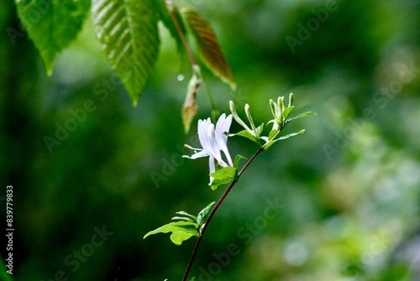 Obraz White Honeysuckle along Shenandoah River VA