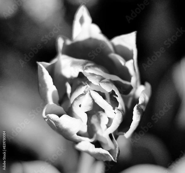 Obraz Tulip opening its variegated petals 