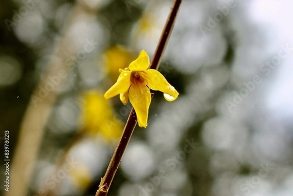 Obraz Forsythia bloom in rain