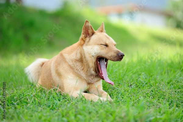 Fototapeta yawning dog