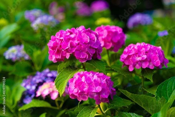 Fototapeta 紫陽花