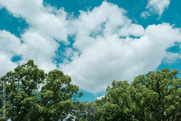 Fototapeta 夏の青空と雲　並木道