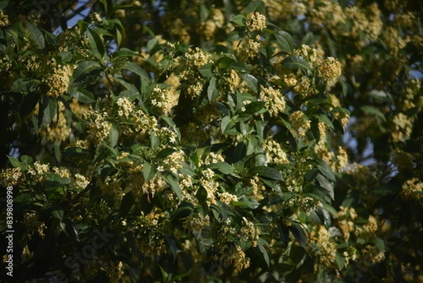 Fototapeta The tembusu tree with its flowers in the sunlight