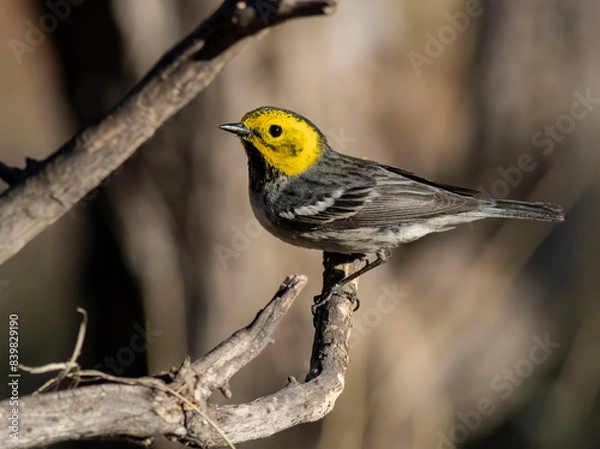 Obraz Warbler Bird on Branch