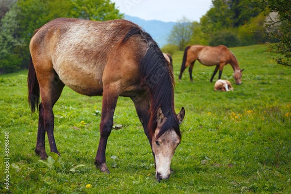 Fototapeta grazing horses on a green mountain meadows
