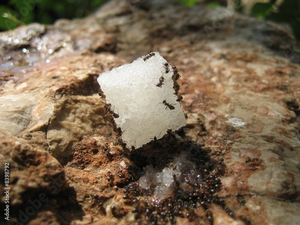 Obraz Ants on Sugar