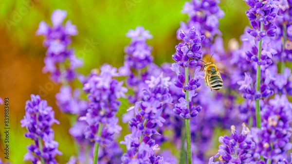 Fototapeta ラベンダーの花粉を集めるミツバチ