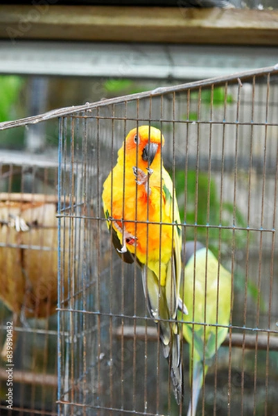 Fototapeta Yellow-orange-green parrots live in a large metal mesh cage on a blurred background. 