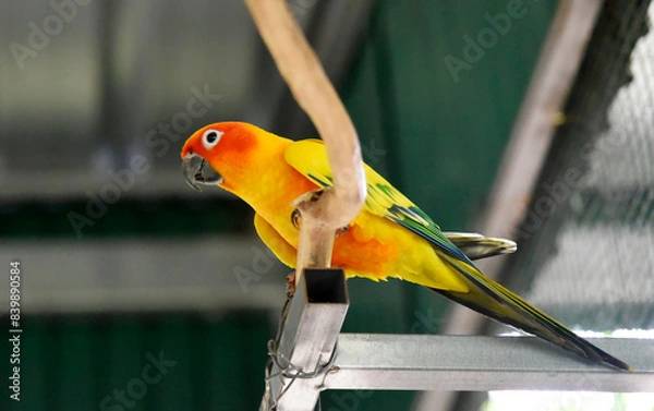 Fototapeta Yellow-orange-green parrots live in a large metal mesh cage on a blurred background. 