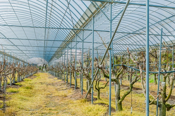 Fototapeta Greenhouse orchard filled with pruned trees under a metal structure, in rural South Korea
