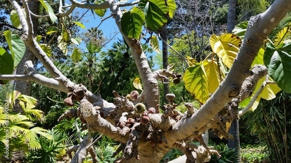 Fototapeta Botanischer Garten