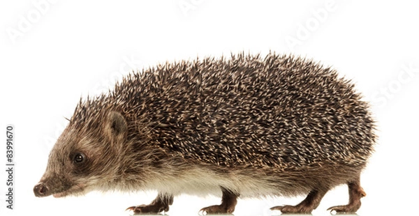Obraz Hedgehog on white