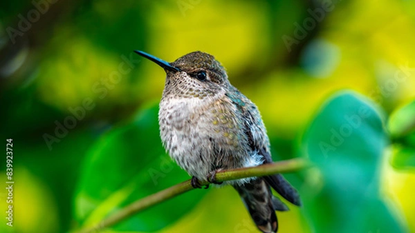 Obraz A juvenile Ruby-throated humming bird resting on a honey Honeysuckles branch, Vancouver, British Columbia, Canada