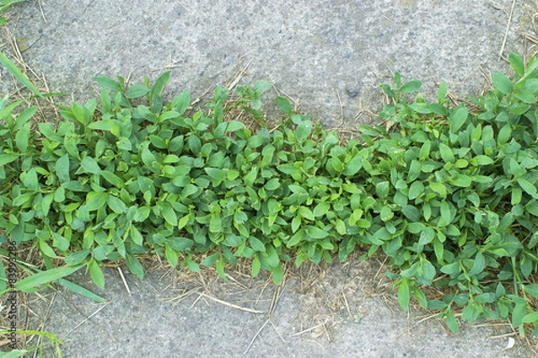Obraz weeds growing in pavement