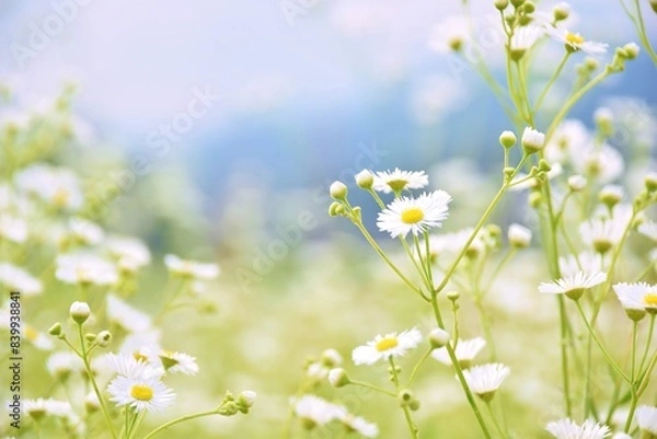 Fototapeta 一斉に咲くヒメジョオン