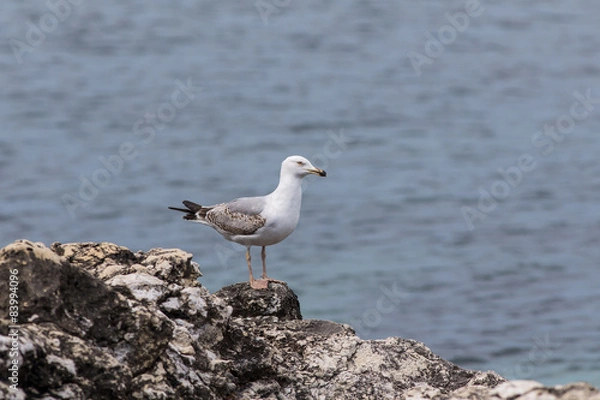 Obraz Seagull on a rock