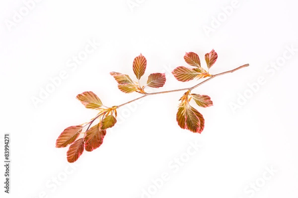 Fototapeta Pink beech branch isolated
