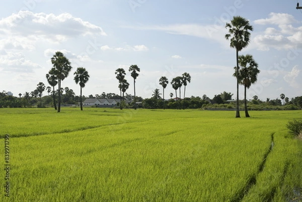 Obraz Lushing green rice fields in Thailand, sugar palm trees in the rice field