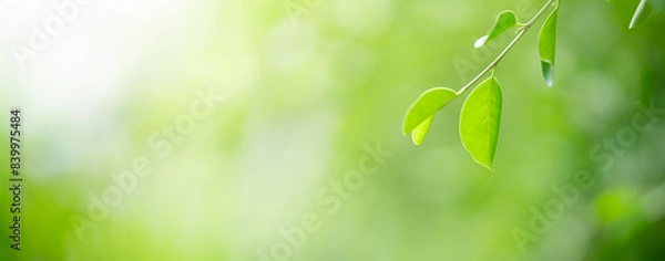 Obraz Nature of green leaf in garden at summer. Natural green leaves plants using as background cover page greenery environment ecology wallpaper