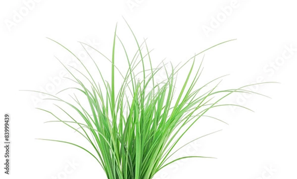 Obraz Green grass isolated on white