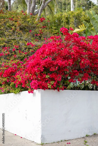 Fototapeta Red Bougainvillea flower on a fence
