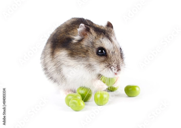 Obraz Little hamster isolated on white background