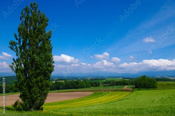 Obraz Дерево поле