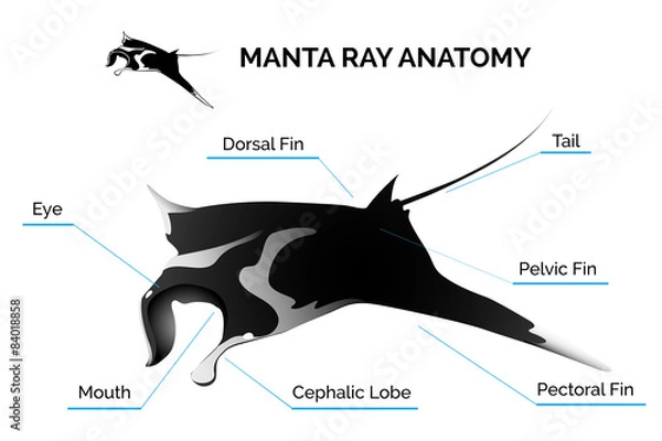 Obraz Manta Ray Anatomy