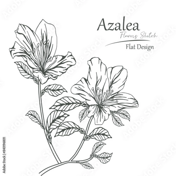 Fototapeta azalea flower sketch vector illustration.