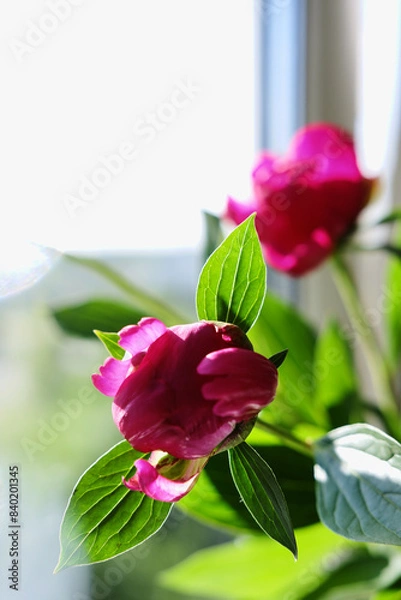 Fototapeta beautiful spring pink peony flowers with green leaves. open and closed peony buds. pink peonies close up