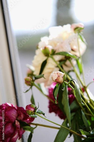 Fototapeta beautiful spring pink and white peony flowers with green leaves. open and closed peony buds. peonies closeup in pink and white color