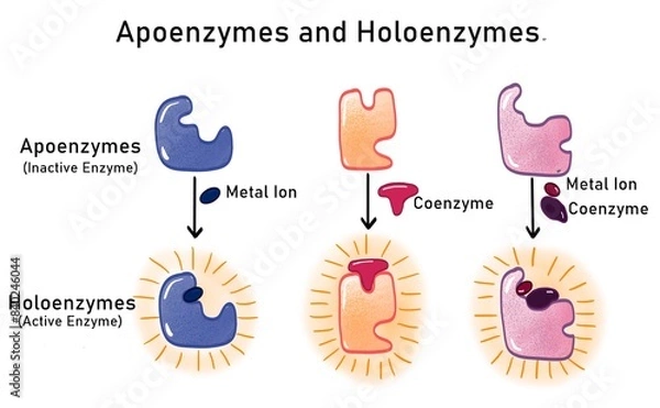 Obraz Apoenzyme and holoenzyme
