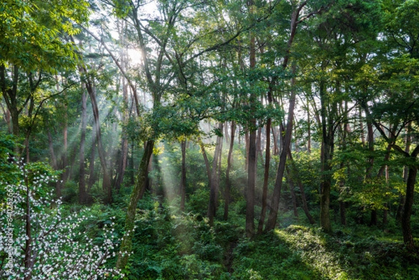 Obraz 지리산 소나무숲