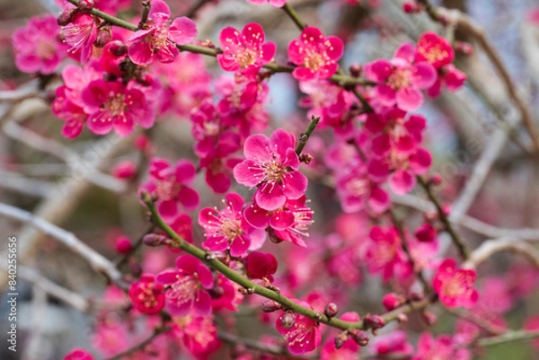 Obraz 홍매화 붉은매화 꽃