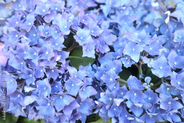 Fototapeta キレイなアジサイ