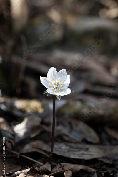 Obraz 변산바람꽃 야생화 봄꽃