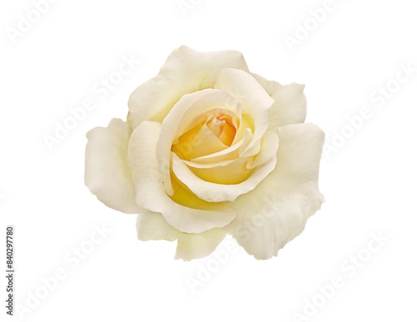 Fototapeta Macro white tea rose isolated