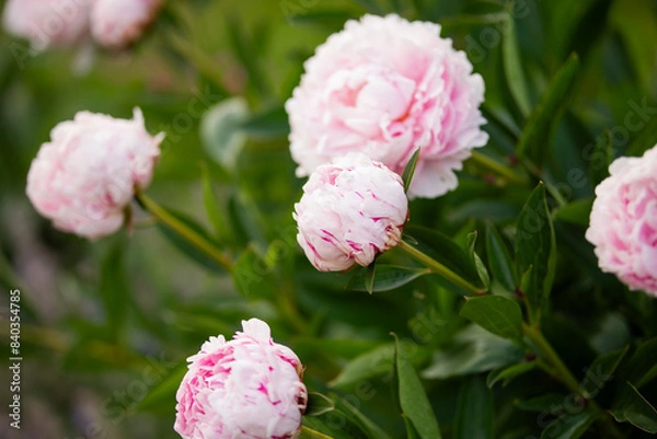 Obraz piwonia jasnoróżowa