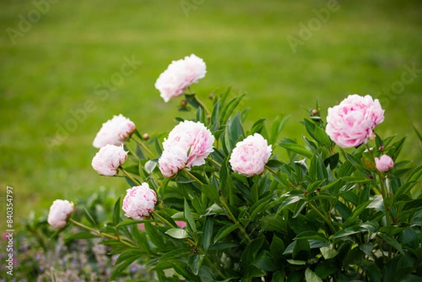 Obraz piwonia jasnoróżowa