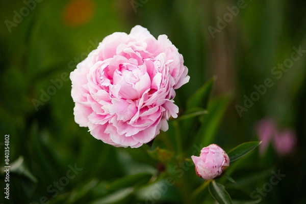 Obraz piwonia jasnoróżowa