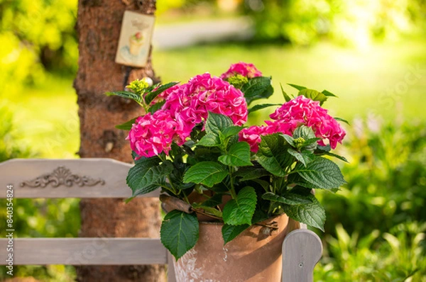 Obraz hortensja różowa