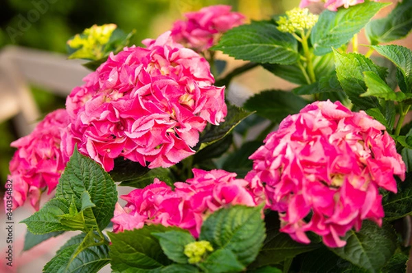 Obraz hortensja różowa